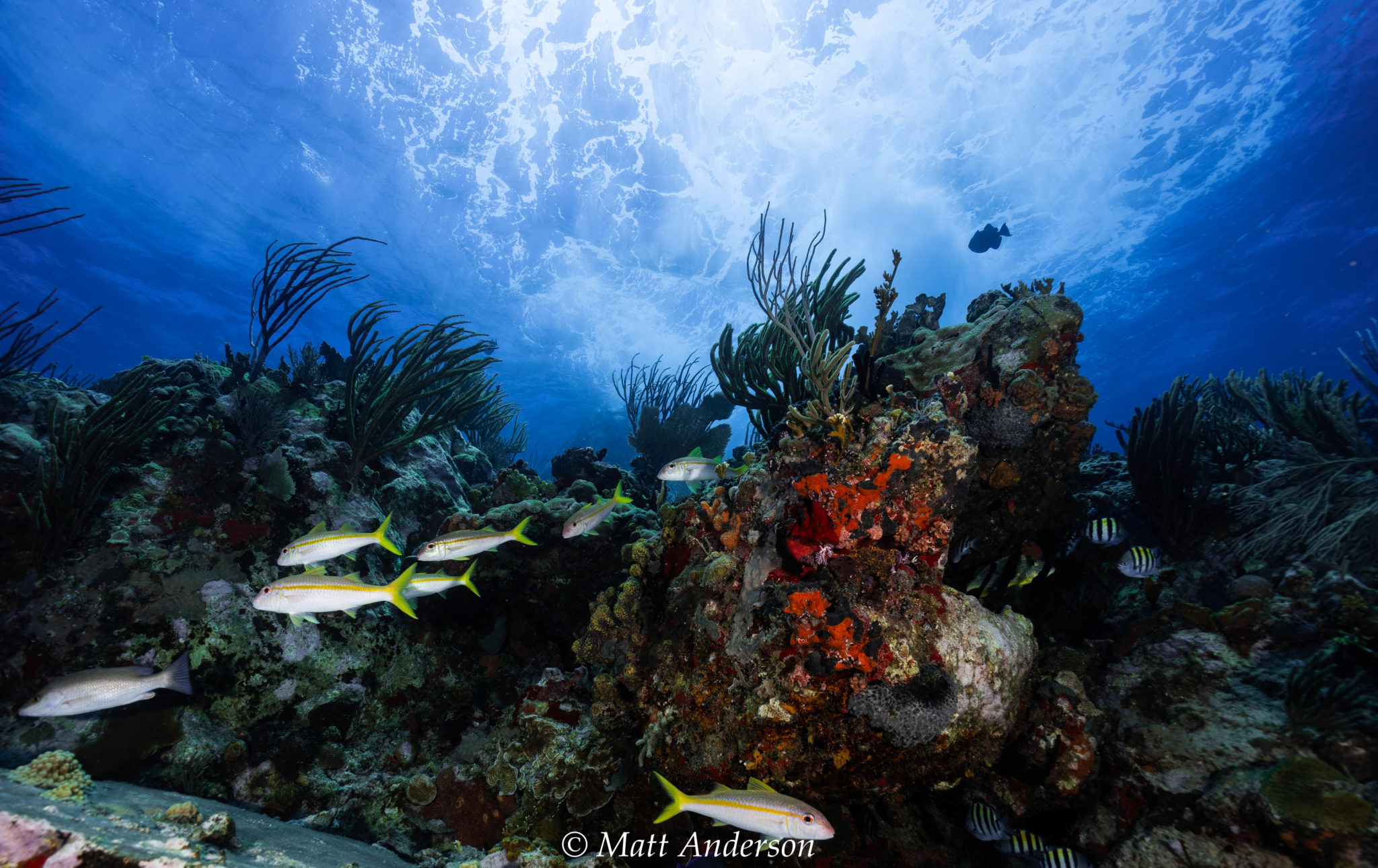 Dive Sites – Sail Caribbean Divers
